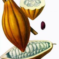 3802_chocolat_031 3802_chocolat_031