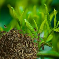 Thé-vert-Sencha-1 Thé-vert-Sencha-1