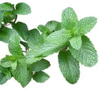 arome-alimentaire-menthe-poivree-10ml-liposoluble arome-alimentaire-menthe-poivree-10ml-liposoluble