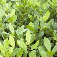 young « yerba mate » plant. young