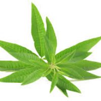 verveine verveine